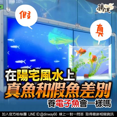 房間魚缸風水|【房間可以養魚嗎】房間可以養魚嗎？風水教你避開5禁忌，財運。